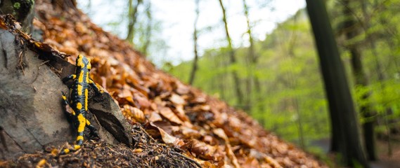 Feuersalamander (Salamandra salamandra terrestris) kriecht/ klettert über Felsen und altes Laub im...