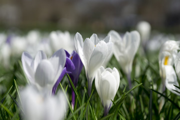 Wiese mit wei&szlig;en Krokussen
