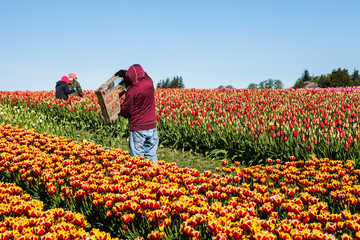 Fields of tulips being harvested