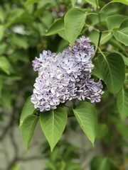 Lila Mauve - Flower, by myself  © Alexandre