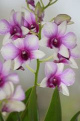 Obraz na płótnie Canvas Orchideen Blüten