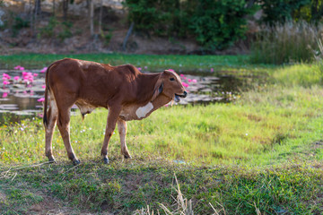Naklejka na ściany i meble The young brown calf making the sound in the field