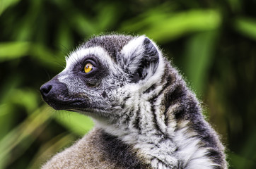 Fototapeta premium Lemur