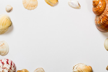 A white sheet of paper with seashells . Blank labels