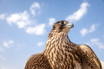 Portrait of a falcon.