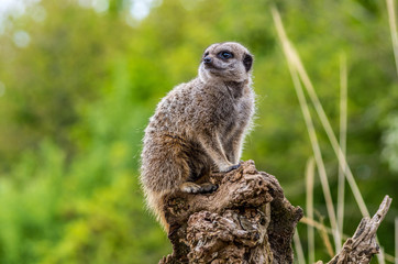 Meerkat