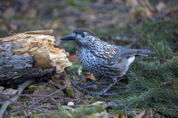 Obraz premium Tannenhäher - Häher - Nucifraga caryocatactes - Rabenvogel