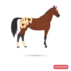 Knabstrupper horse color flat icon