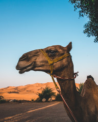Kamel in Dubai Wüste