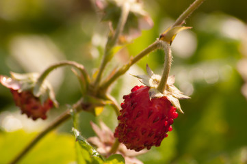 wild strawberries in the Woods