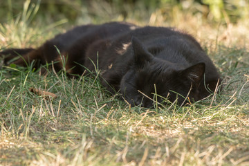 schwarze katze  Black Cat