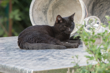 schwarze katze  Black Cat