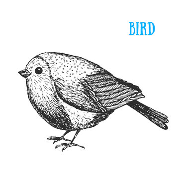 Bird vector illustration. Vintage hand drawn bird . Autumn or winter bird. Engraved style.
