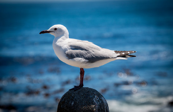 Seagull perching on rock by the sea