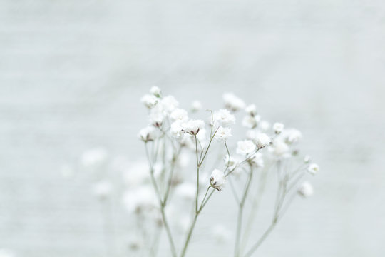 Fototapeta Small white flowers on an abstract background. gypsophila flower (Baby's-breath flowers)