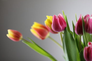 Tulpen