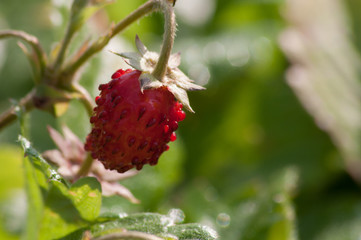 wild strawberries in the Woods