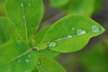 The green leaf with drops