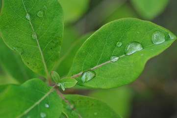 The green leaf with drops