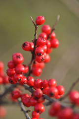 Branch with red berries (Cotoneaster horizontalis)