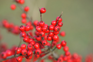 Branch with red berries (Cotoneaster horizontalis)