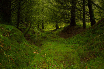 Obraz premium CARPET OF MOSS