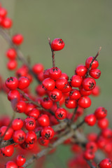 Branch with red berries (Cotoneaster horizontalis)