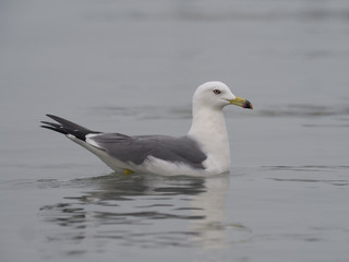 Black-tailed gull, Larus crassirostris