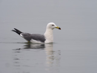 Fototapeta na wymiar Black-tailed gull, Larus crassirostris