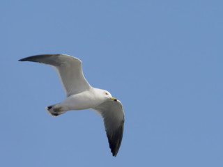 Black-tailed gull, Larus crassirostris