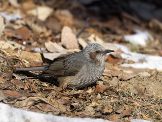 Brown-eared bulbul, Hypsipetes amaurotis
