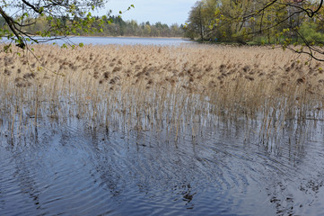 Reed in a lake in northern Poland with tree branches on a sunny day in spring