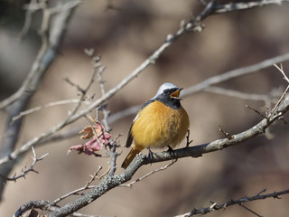 Daurian redstart, Phoenicurus auroreus