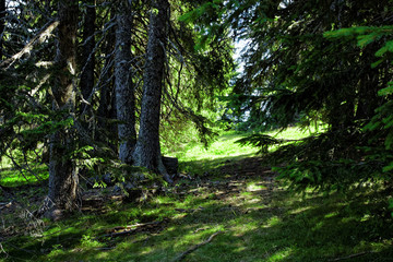 Fototapeta na wymiar Beautiful pine forest, Pamporovo, Bulgaria