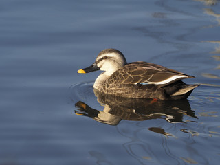 Spot-billed duck, Anas poecilorhyncha