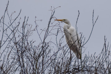 Great egret bird in the top of a tree in the netherlands