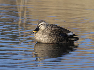 Spot-billed duck, Anas poecilorhyncha