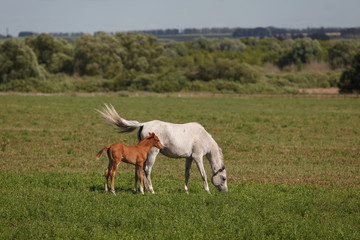 Obraz na płótnie Canvas Horses on a green field / Mare and Her Foal