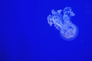 Barrel Jellyfish