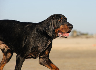 Black and tan Coonhound dog outdoor portrait at beach