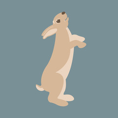  hare rabbit vector illustration flat style  profile
