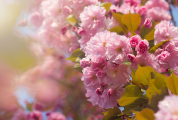 Spring background with flowering Japanese oriental cherry sakura blossom pink buds with soft sunlight soft focus