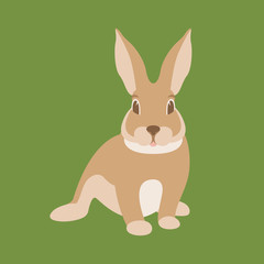  hare rabbit vector illustration flat style    front  side