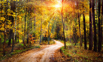Herfst boslandschap op zonnige heldere dag. Levendige zonnestralen door bomen in het bos. Kleurrijke natuur in het herfstseizoen.