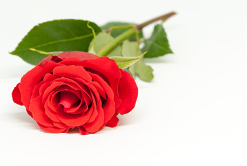 beautiful red rose on white background with copy space love romance valentine's day concept