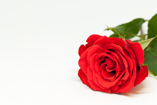 beautiful red rose on white background with copy space love romance valentine's day concept