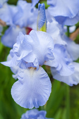 Alone blue iris blooms in the summer garden. Beautiful fresh iris pallida with blurred background.