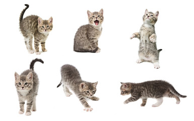 Set of photos of a cute little grey color playful kitten isolated on white