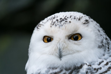 Schnee - Eule