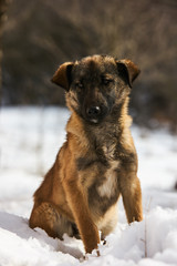 Winter cur dog portrait